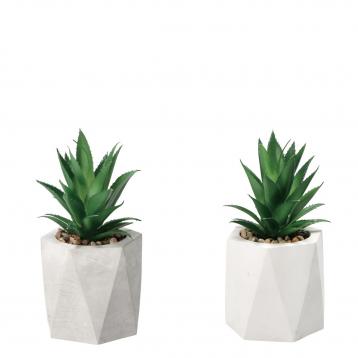 Vaso con pianta grassa per decorazioni d9xh19 cm