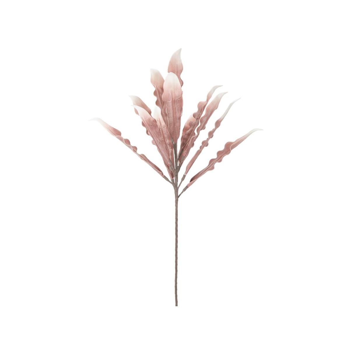 Aloe rosa cm Ø 30x98 min 10