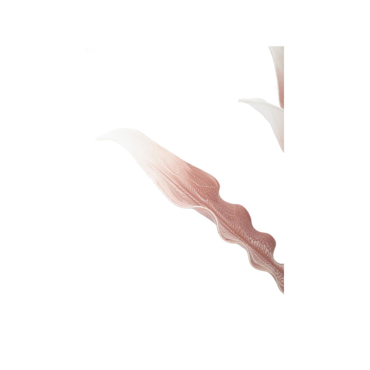 Aloe rosa cm Ø 30x98 min 10