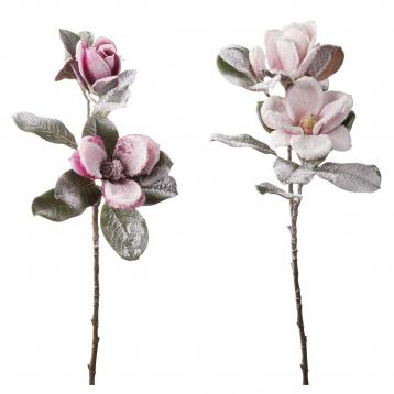 Magnolia innevata 2 fiori 1 bocciolo cm 81